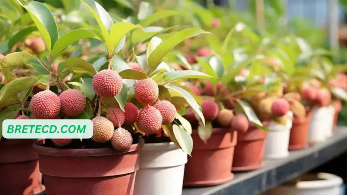 Cultiver le Litchi à partir de Graines Un Guide Étape par Étape JardinsBuzz